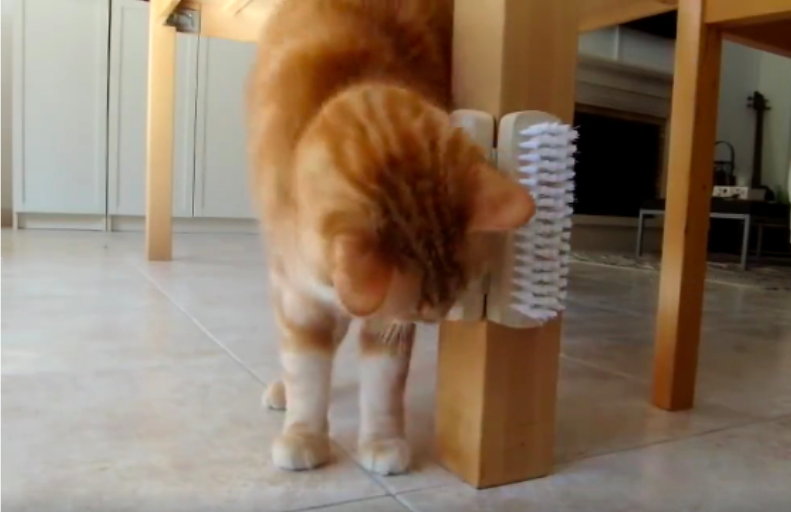 Fabriquez Un Gratte Chat Grace A Deux Charnieres Et Deux Brosses