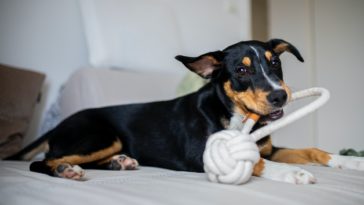 chien avec son jouet