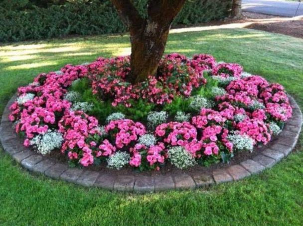 Parterre De Fleurs Autour Dun Arbre