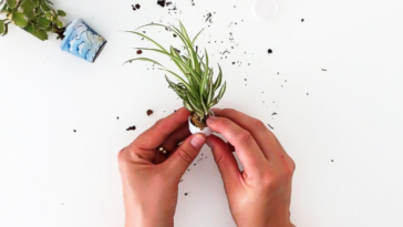 Plante
