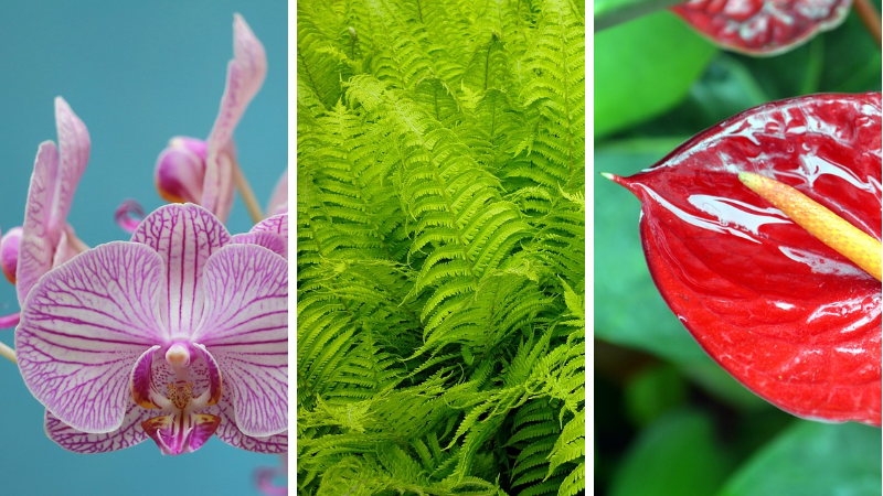 plantes de sdb
