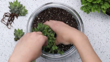 terrarium