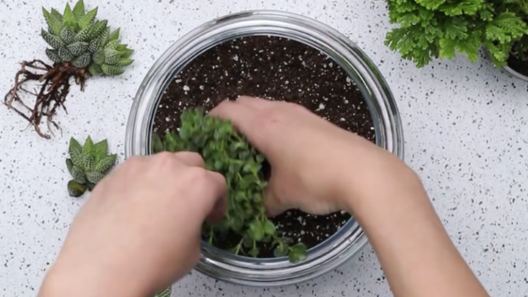 terrarium
