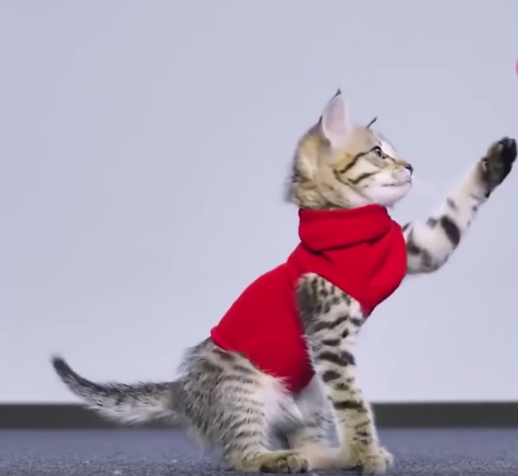 bricolage chaussette