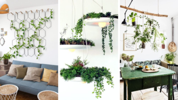 plantes suspensions