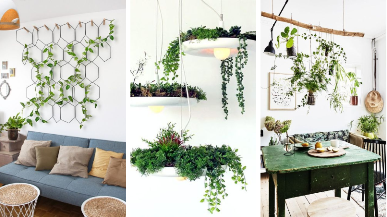 plantes suspensions