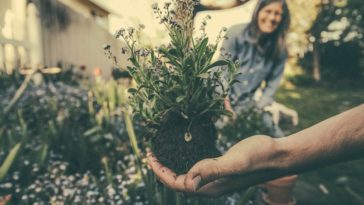 jardinage