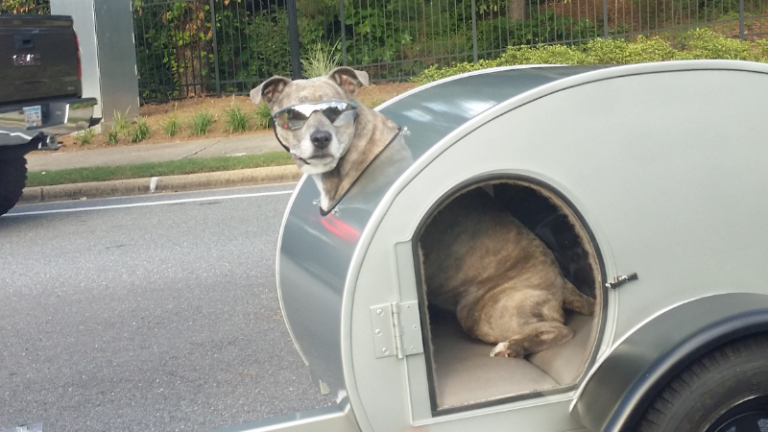 remorque chien