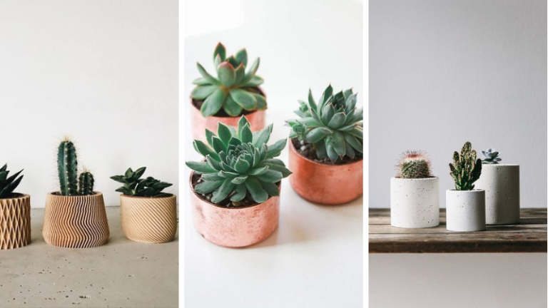 pot succulentes
