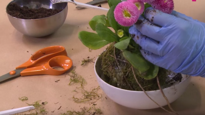 kokedama