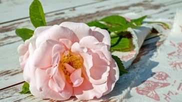 rose