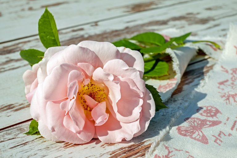rose
