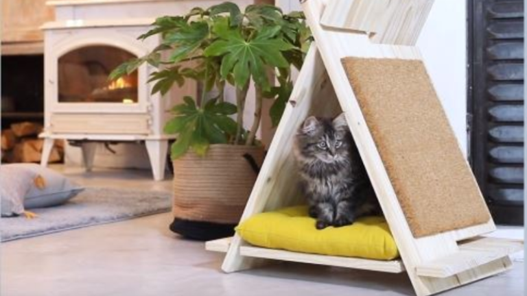 cachette chat