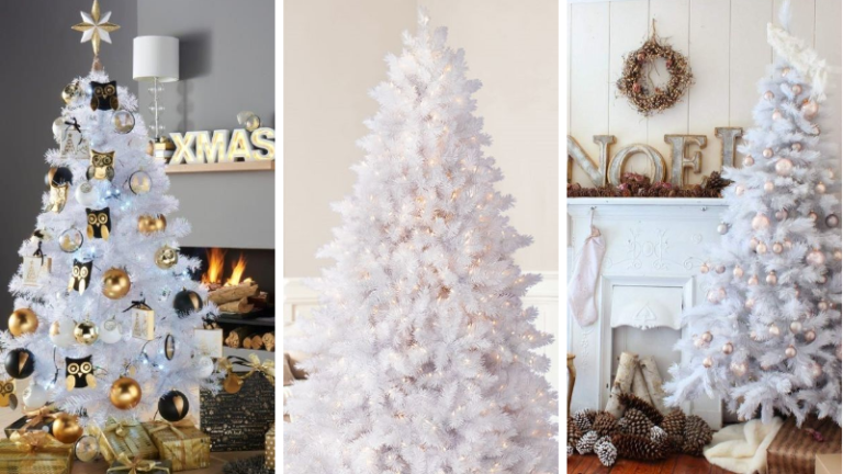sapin blanc