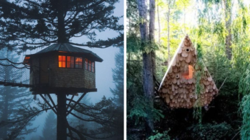 cabane dans les arbres