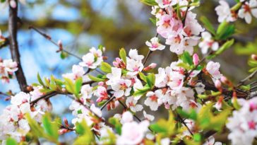 cerisier fleurs