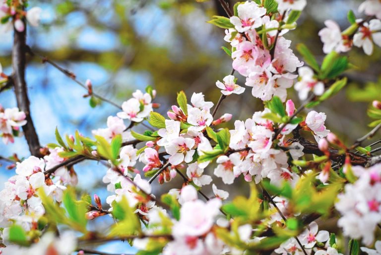 cerisier fleurs