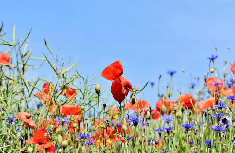 jardin coquelicot