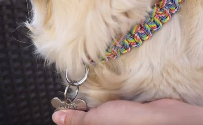 collier pour chiens