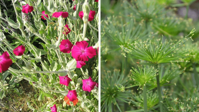 plantes poussent vite