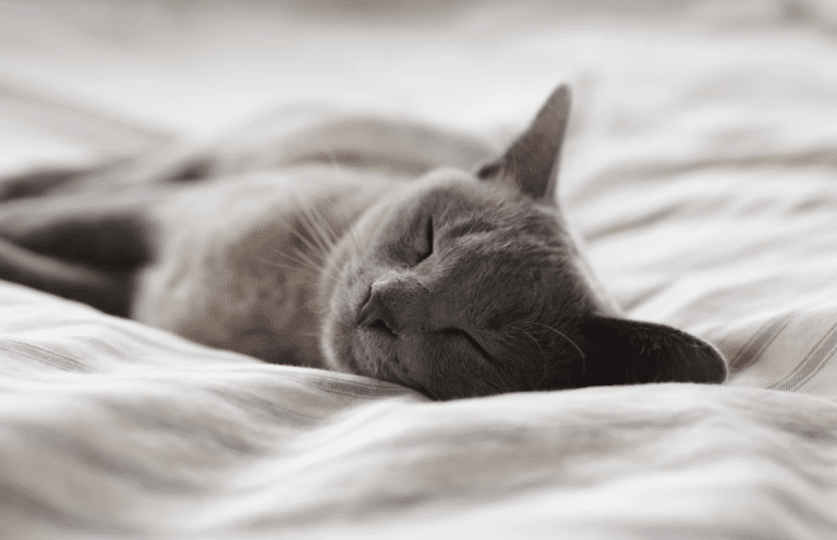 chat