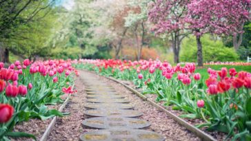 chemin tulipes jardin