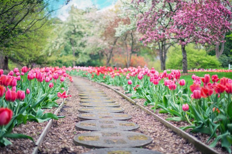 chemin tulipes jardin