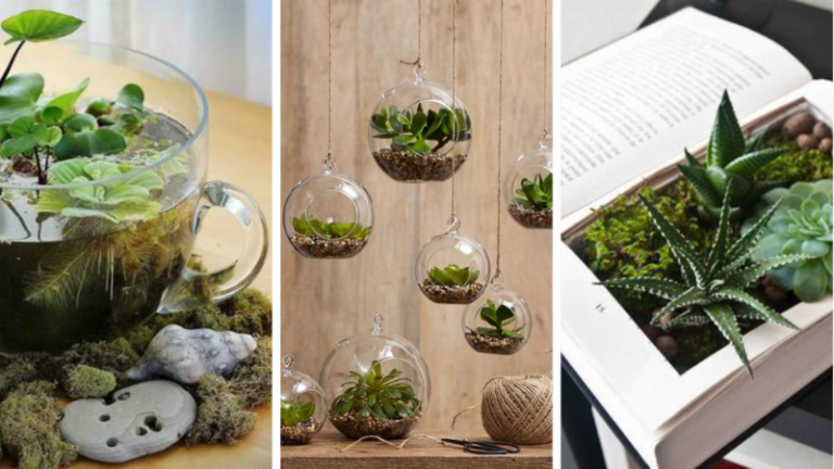 terrarium