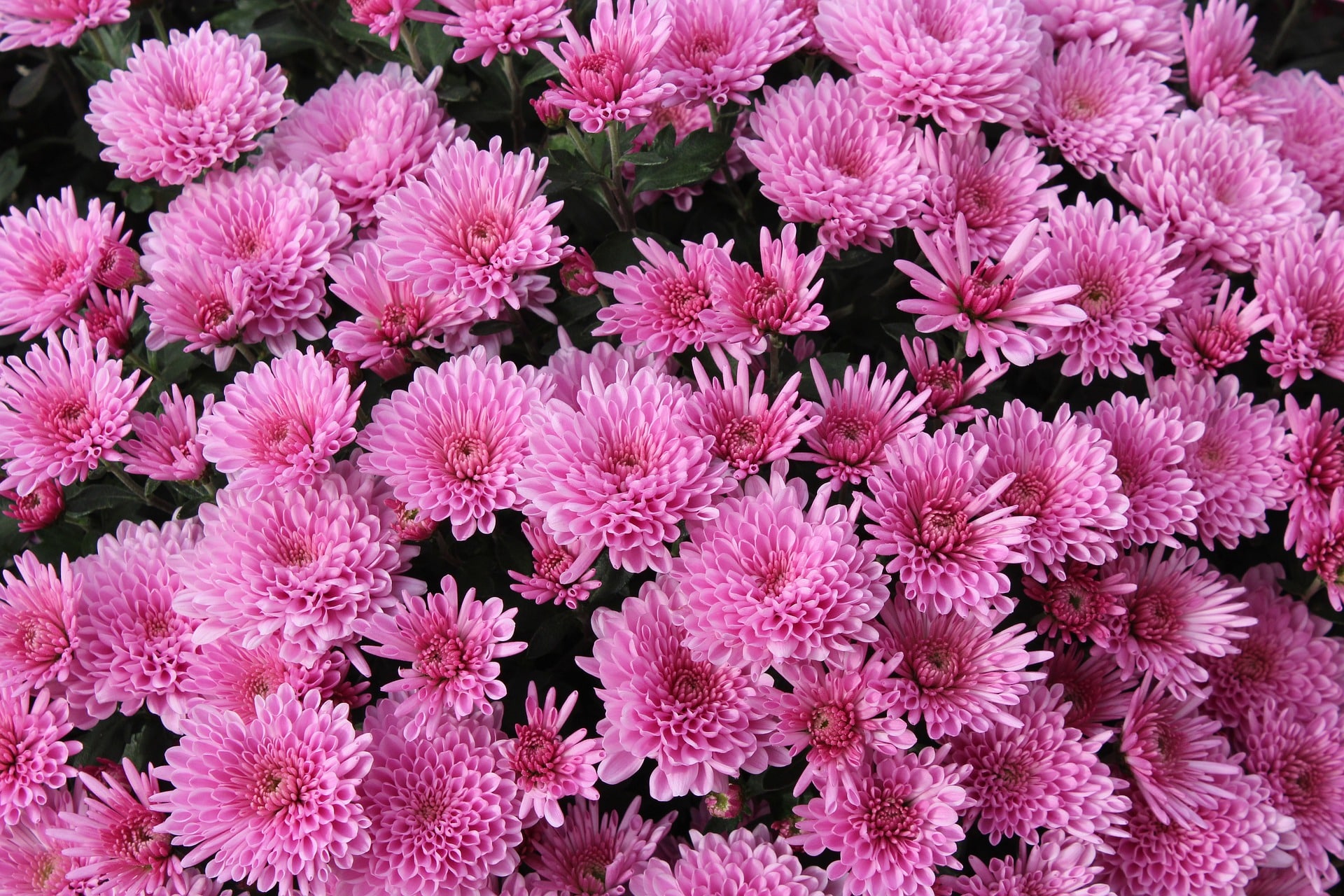 Chrysanthèmes