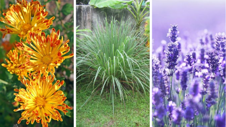plantes répulsives