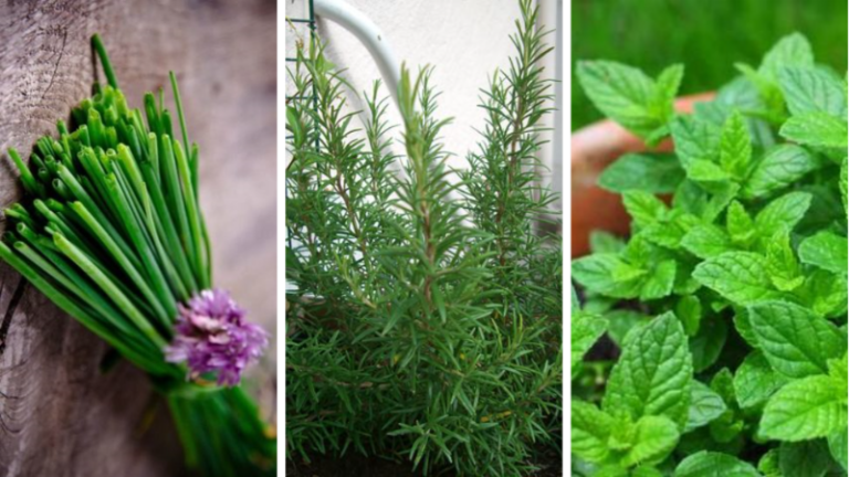 plantes aromatiques
