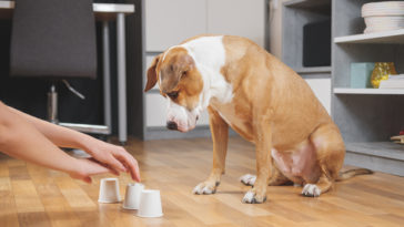 chien qui joue avec des gobelets