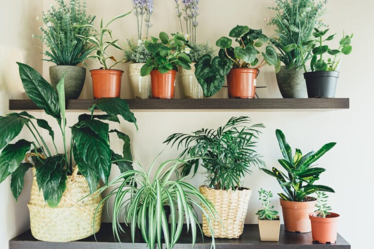 accumulation de plantes vertes dans un intérieur