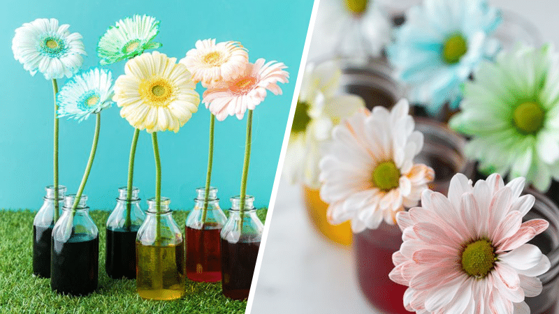 expérience avec des fleurs pour découvrir la capillarité