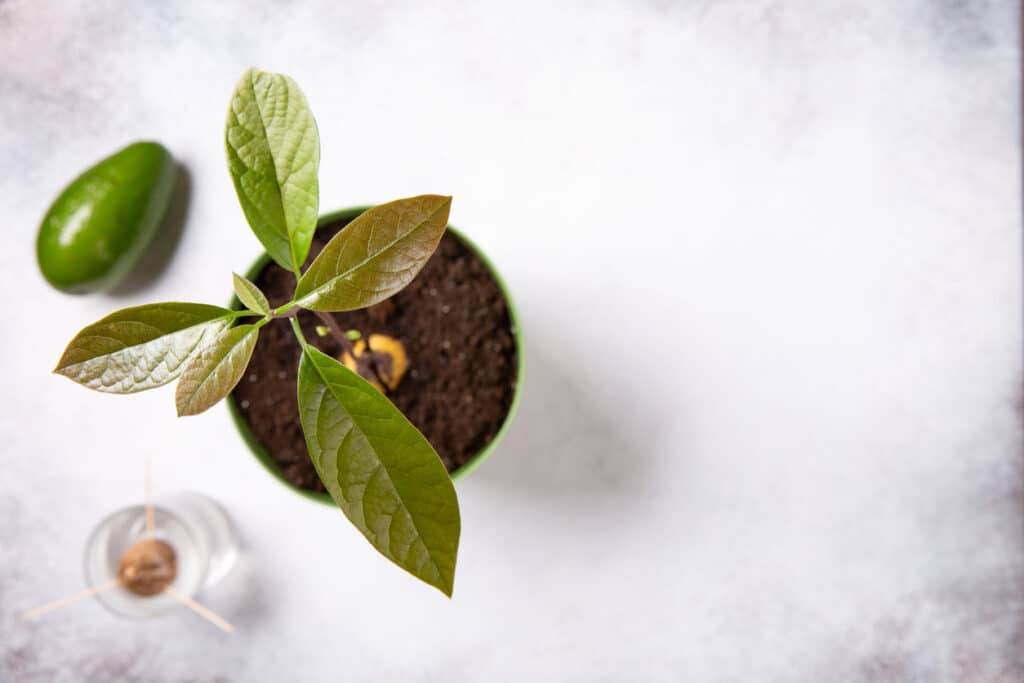 Les secrets pour faire pousser un avocatier en France