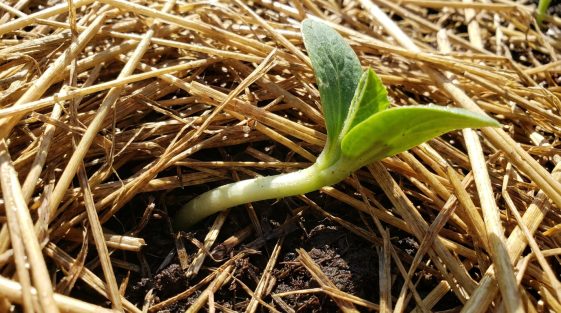 Le mildiou détruisait toutes mes courgettes : cette manipulation contre ...